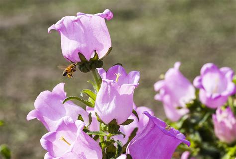 What Are Biennial Plants? (& 10 Popular Biennial Flowers for Your Garden)