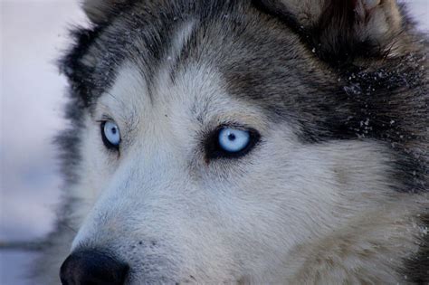 Why Huskies have blue eyes—and why it might matter for understanding human diseases - Genetic ...