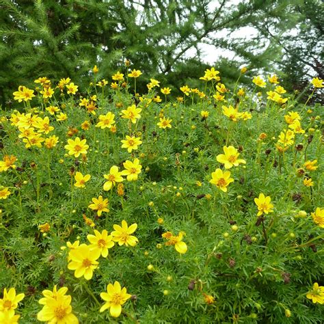 Bidens Flower Perennial | Best Flower Site