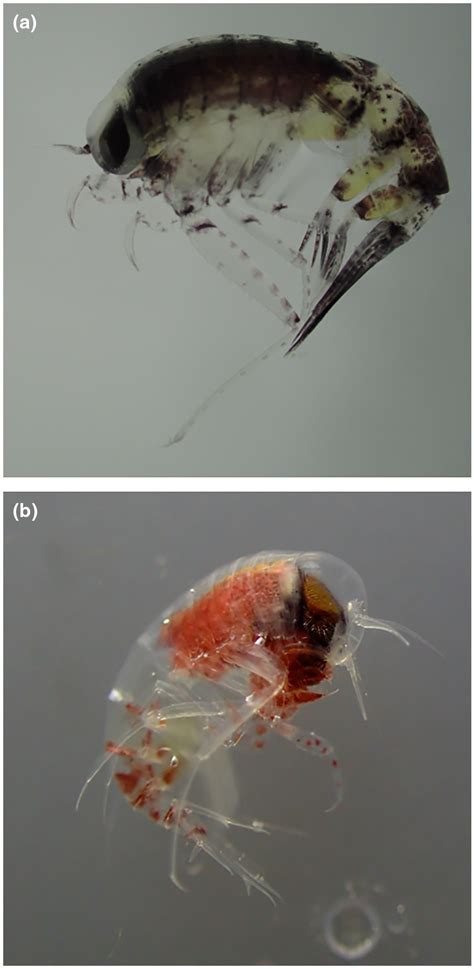 (a) Themisto libellula and (b) Themisto abyssorum. Size of the adult... | Download Scientific ...