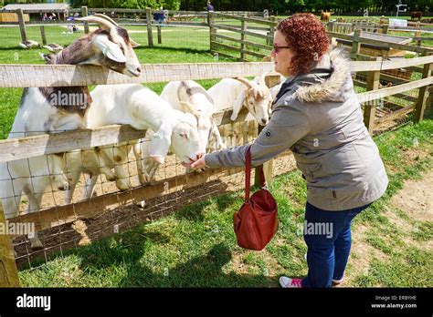 Woman Feeding Boer Goats At Cotswold Farm Park Bemborough Farm Kineton ...