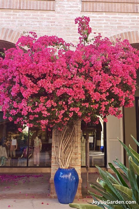 Bougainvillea Care & Growing Tips (2023 Guide)