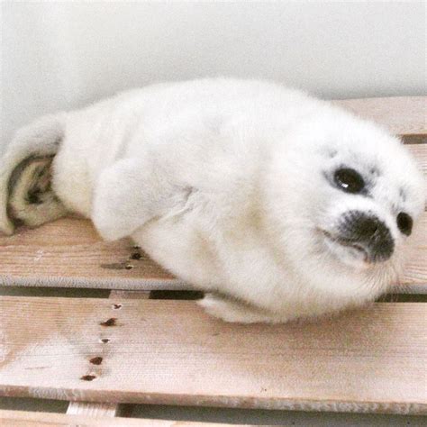 Baby Ponsuke the Ringed Seal chilling in 2022 | Fluffy animals, Cute ...