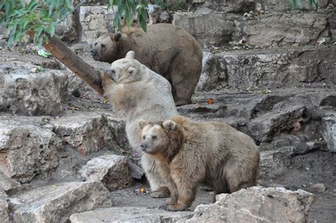 Syrian brown bear / Ursus arctos syriacus - ZooChat