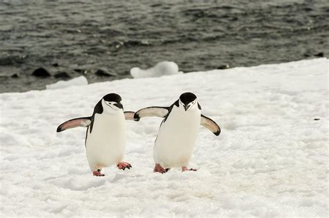 Antarctica, Chinstrap, Penguin, Walking Photograph by George Theodore - Pixels