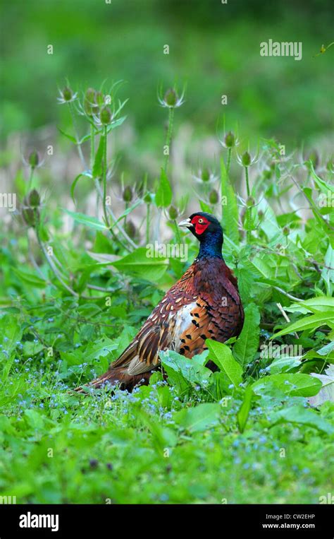 A male common pheasant UK Stock Photo - Alamy