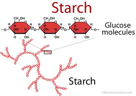 Polysaccharide: Starch - Starch is a compact... - T.W.C Teaching With ...