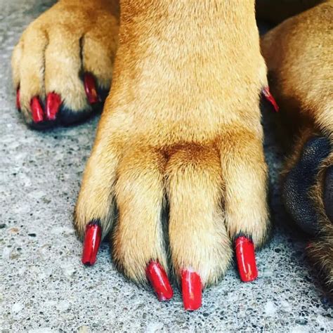 8 Astounding Dog Nail Polish Ideas You Should Try! | SLECK