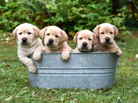 Golden Labrador Retriever Puppies For Sale / Chennai More Residents ...