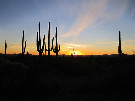 cactus, desert, saguaro, dry, nature, southwest, arizona, cacti, sky ...