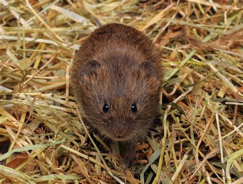 Field Vole (Microtus agrestis) | Phillip Anderton | Flickr