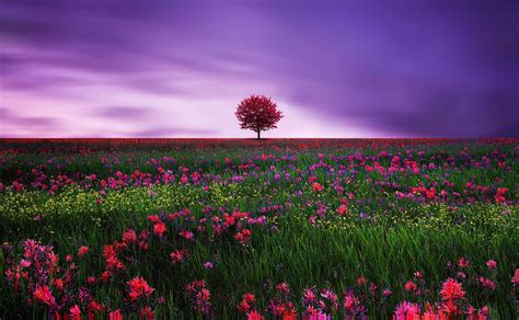 Download Lonely Tree Pink Flower Field Nature Tree HD Wallpaper by ...