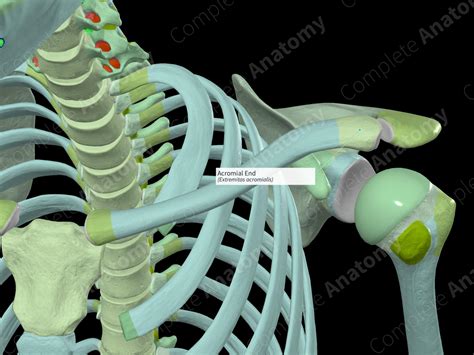 Acromial End | Complete Anatomy