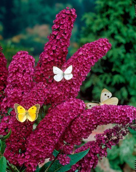 BUTTERFLY BUSH RED 203 SEEDS, BUDDLEIA DAVIDII, BEAUTIFULLY SCENTED, USA SELLER - Plants & Seedlings