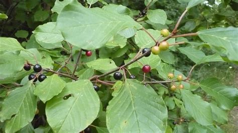 Invasive glossy buckthorn culled by conservancy group | CBC News