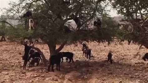 **STRANGE BUT TRUE!** Goats Climbing & Falling From Trees! - Morocco (Very Strange & Very Funny ...