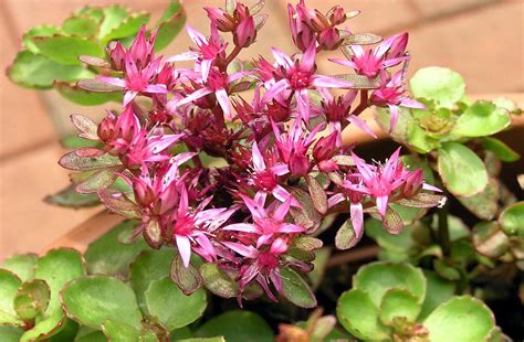 Photo #77292 | Sedum spurium 'Dragon's Blood' | plant lust