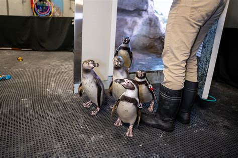 Penguin Encounter - Aquarium of Niagara