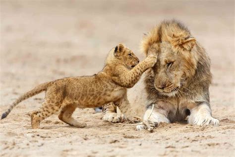 Serengeti National Park Lions | Serengeti National Park Animals