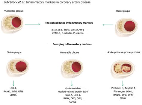 Consolidated and emerging inflammatory markers. A new approach to... | Download Scientific Diagram