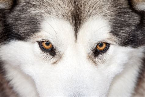 Download Animal Husky 4k Ultra HD Wallpaper