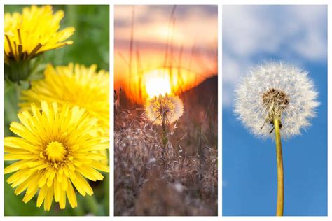 Dandelion Flower Meaning and Symbolism