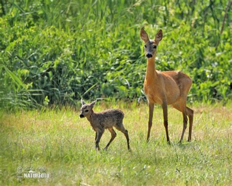 Capreolus capreolus Pictures, Roe Deer Images, Nature Wildlife Photos | NaturePhoto