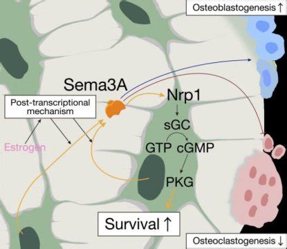 Study: How does estrogen protect bones? Unraveling a pathway to ...