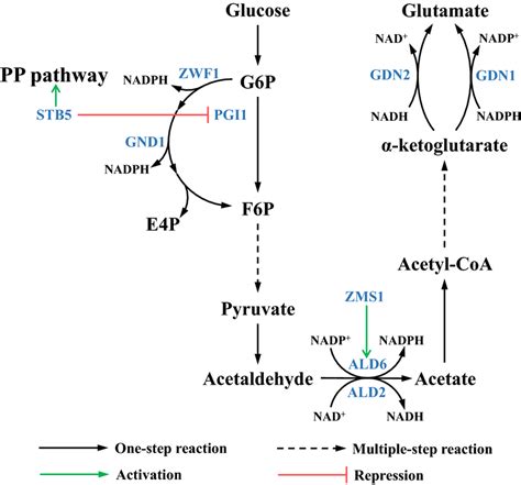 Glucose 6 Phosphate Pathway