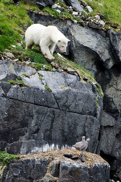 Polar Bear Hunting Stock Photos, Pictures & Royalty-Free Images - iStock