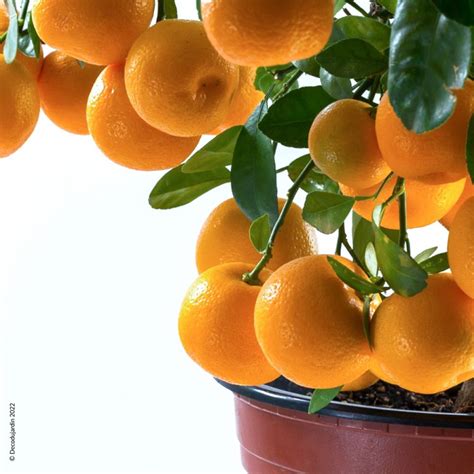 Calamondin Citrus Mitis - Déco duJardin à Reims