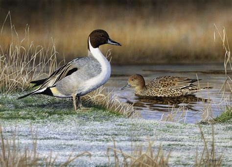 Pintail Ducks 0108 Painting by Nigel Artingstall - Fine Art America