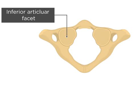 Inferior Articular Facet