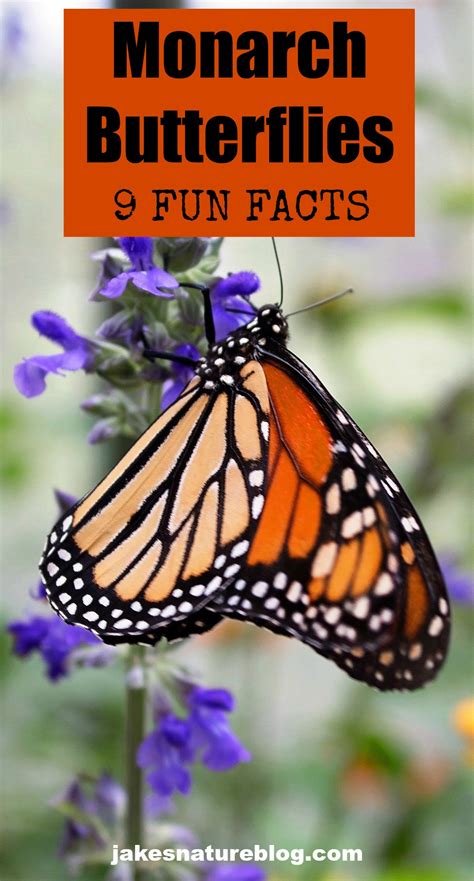 9 Monarch Butterflies Facts - More Than Just Migrators - Jake's Nature Blog