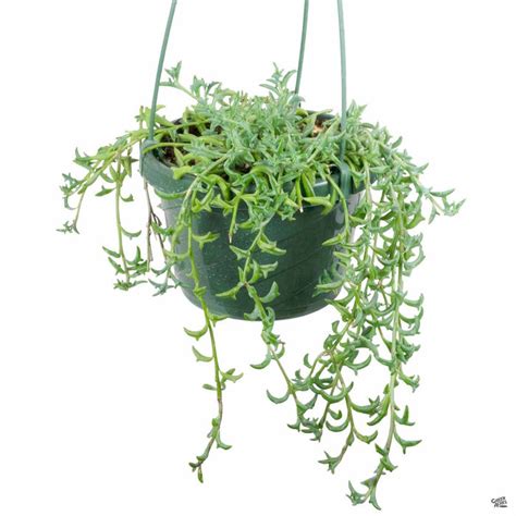 String of Dolphins — Green Acres Nursery & Supply