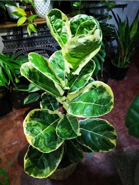 Variegated Fiddle-leaf fig full photo : r/plants