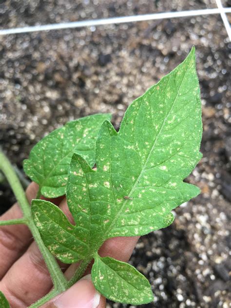 Help with tomato plant disease :( : r/gardening