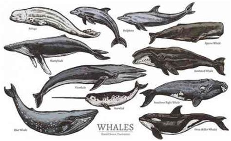 Cetacean Species and Their Classification - My Animals