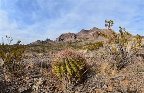 Chihuahuan Desert Cacti | Monument valley, Natural landmarks, Desert cactus