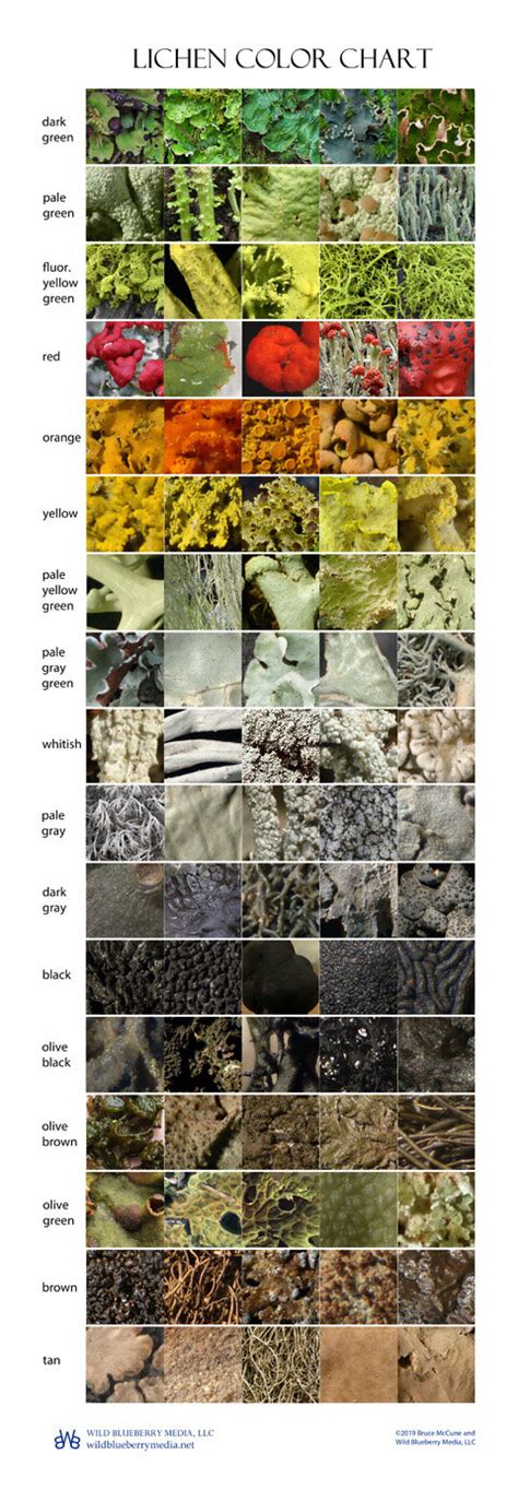 Lichen Color Chart Poster — Wild Blueberry Media LLC