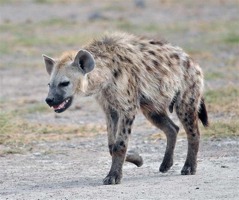 Hyena Pictures - Kids Search | Animals, Hyena, Animals wild