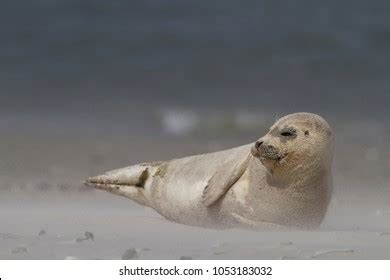 Grey Seal Art Beach Helgoland Germany Stock Photo 1053183032 | Shutterstock