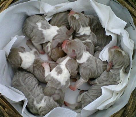 Community - Rare lilac-colored beagle puppies