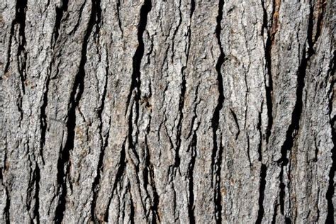 Tree Bark Texture - Free High Resolution Photo | Tree bark texture ...