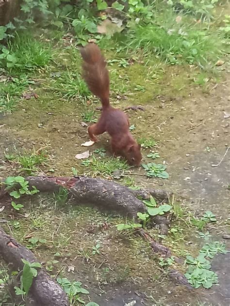 Baby squirrel eating by Orlof101 on DeviantArt