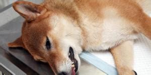 Canine Discospondylitis - Symptoms, Causes and Treatment