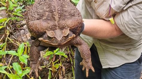 'Toadzilla': sapo de caña gigante encontrado en Australia que pesa 2,7 ...