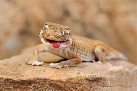 Gecko Lizard Smiling Cute Reptiles, Reptiles And Amphibians, Cute ...