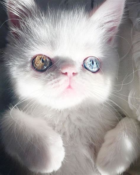 Meet Pam Pam, A Tiny Kitty With Heterochromia Whose Eyes Will Hypnotize You | Bored Panda