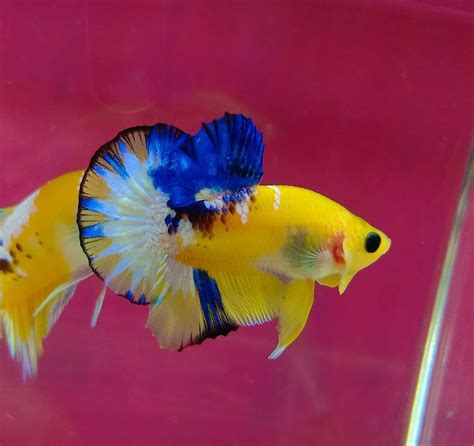 Yellow base plakat betta | Betta, Betta fish, Aquarium fish